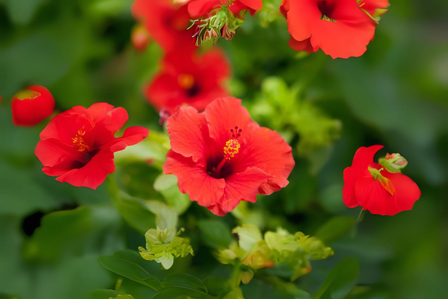 Hibiscus Plant - 9" Pot - Exotic Red Flowers - Tropical Hibiscus (Hibiscus rosa-sinensis) - Vibrant Tropical Blooms for Home Garden