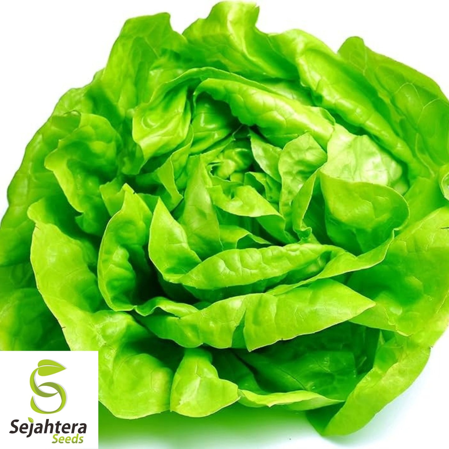 1000+ Buttercrunch Lettuce Seeds - Non-GMO, Heirloom & Crisp Variety