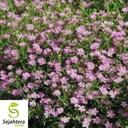 500+ Deep Carmine Baby's Breath Seeds - Gypsophila Elegans, Non-GMO Flower
