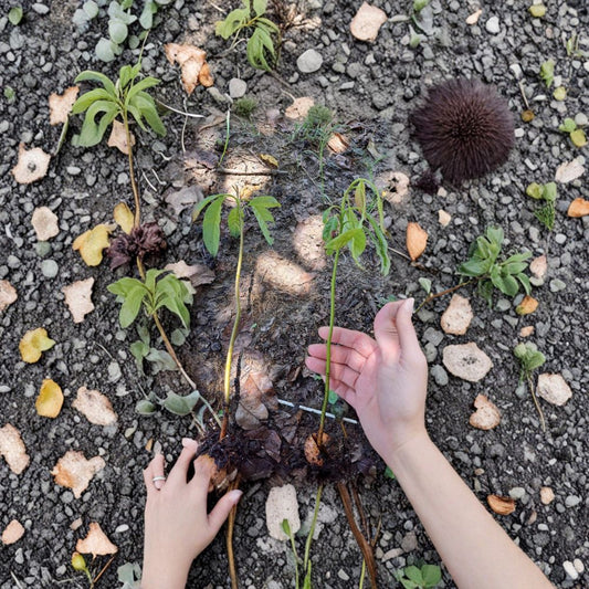 Avocado Tree – Persea americana 2 Live Seedlings | Buy One Get One | Starter Plants  BOGO Deal | Backyard & Container Friendly | Easy to Grow