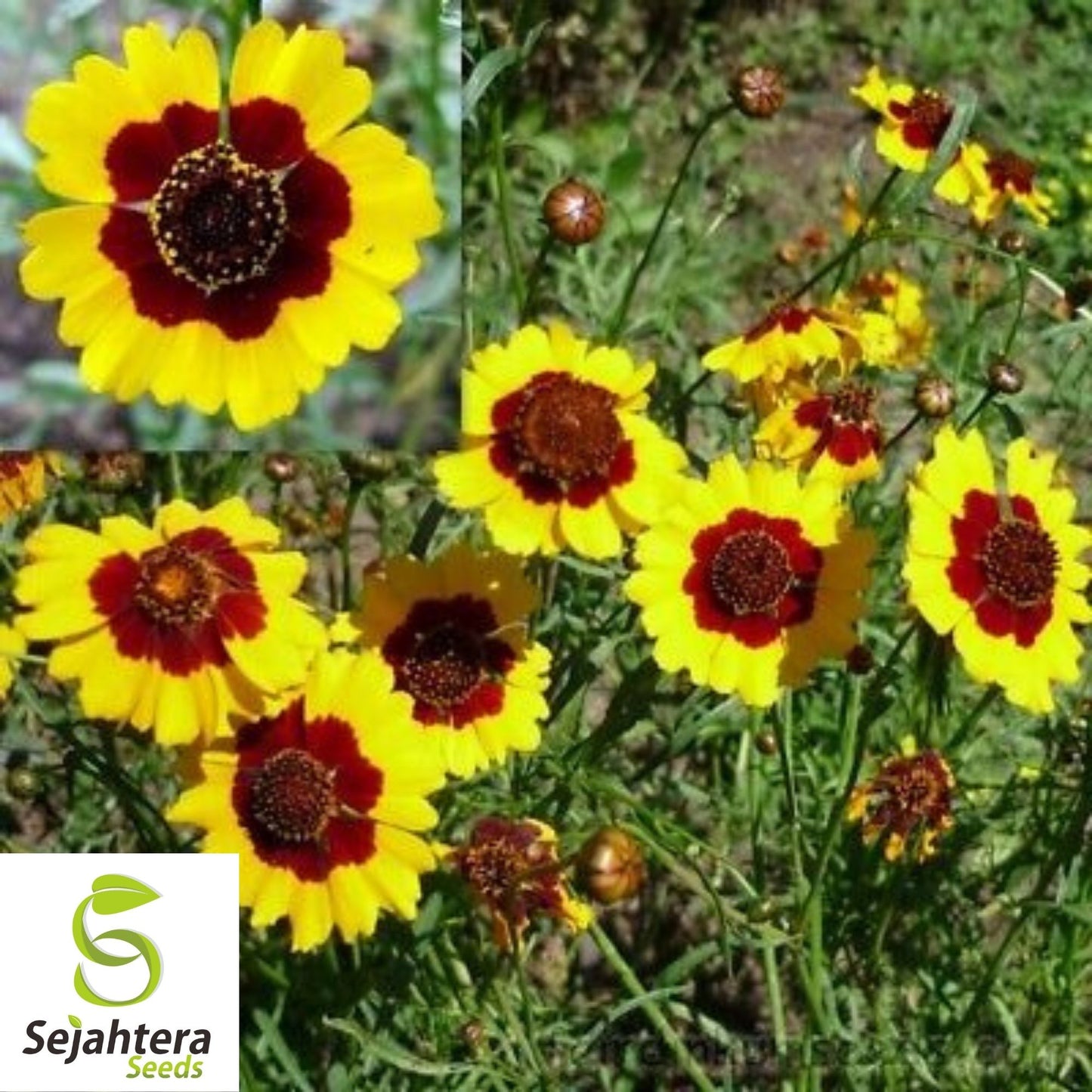 Coreopsis Seeds 300+ | Dwarf Plains Annual Deer Resistant Flowers USA