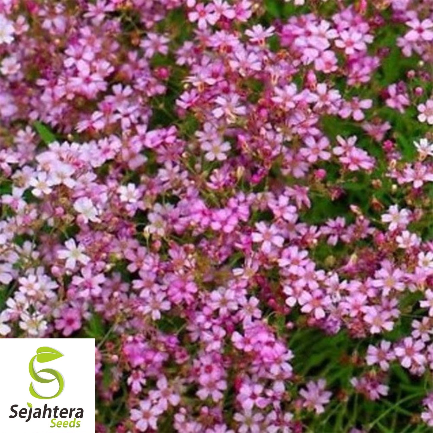 500+ Deep Carmine Baby's Breath Seeds - Gypsophila Elegans, Non-GMO Flower