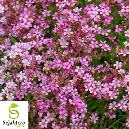 500+ Deep Carmine Baby's Breath Seeds - Gypsophila Elegans, Non-GMO Flower