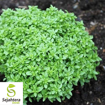 200 Spicy Globe Basil Seeds - Non-GMO, Compact & Aromatic Herb