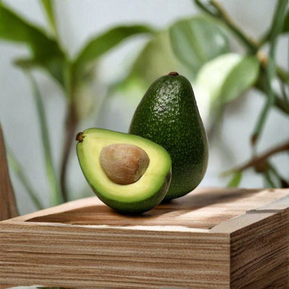 Avocado Tree – Persea americana 2 Live Seedlings | Buy One Get One | Starter Plants  BOGO Deal | Backyard & Container Friendly | Easy to Grow