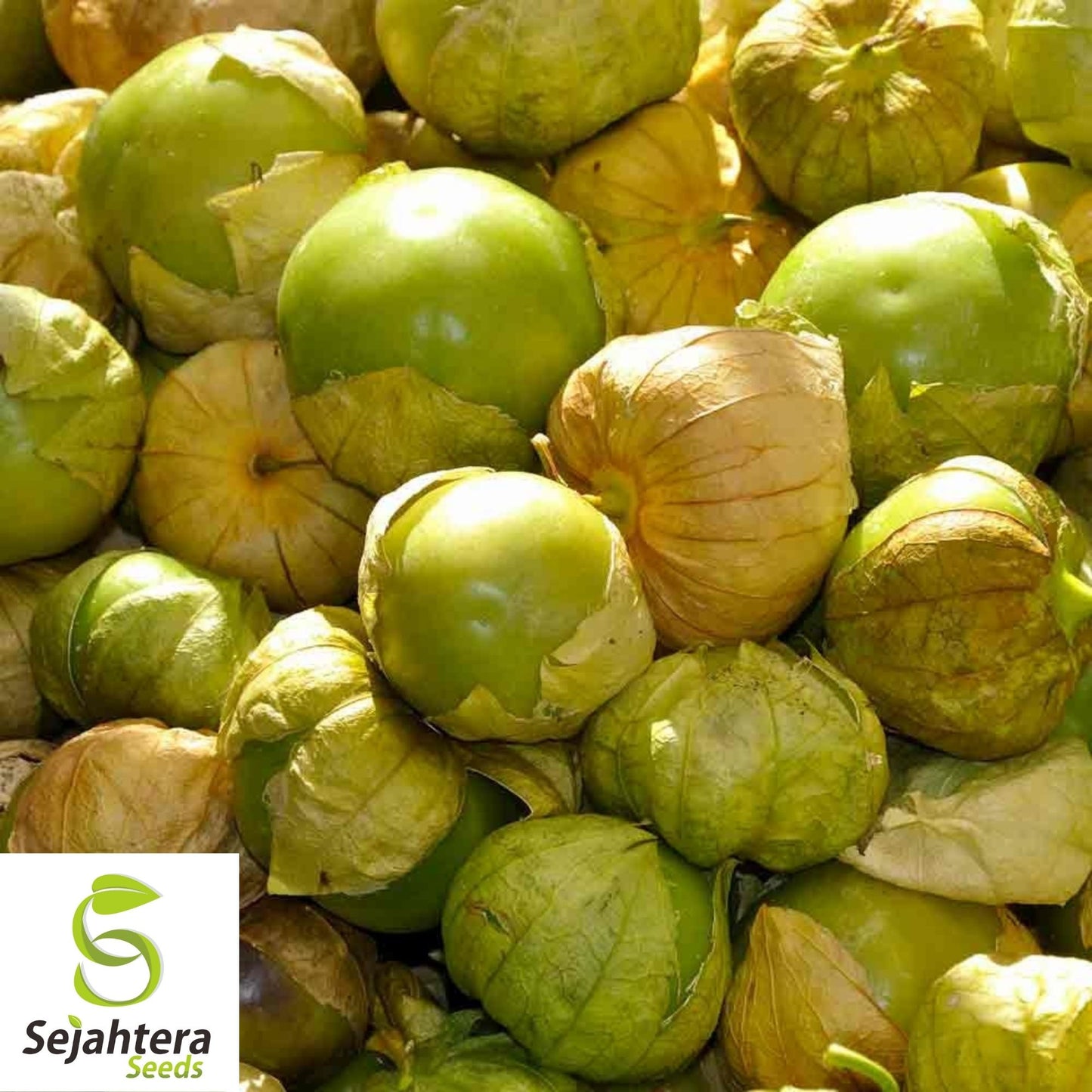 Tomatillo Verde Seeds 100 Ct | Heirloom Vegetable Salsa NON-GMO USA