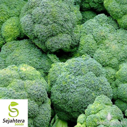 Broccoli Seeds 600+ | Waltham 29 Heirloom Vegetable NON-GMO USA