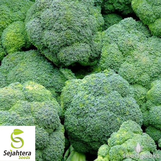 Broccoli Seeds 600+ | Waltham 29 Heirloom Vegetable NON-GMO USA