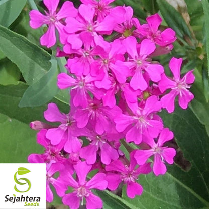 None So Pretty Catchfly Seeds 1000+ | Annual Flower Silene armeria USA