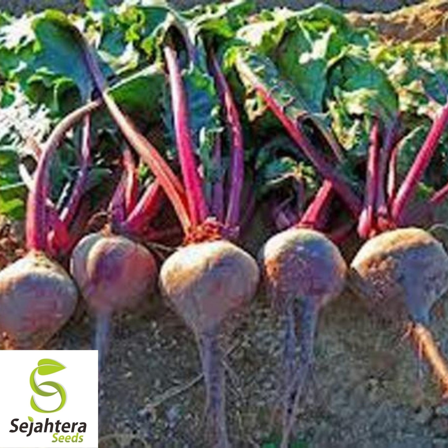 Early Wonder Tall Top Beet Seeds 100 Ct | NON-GMO Vegetable Garden USA