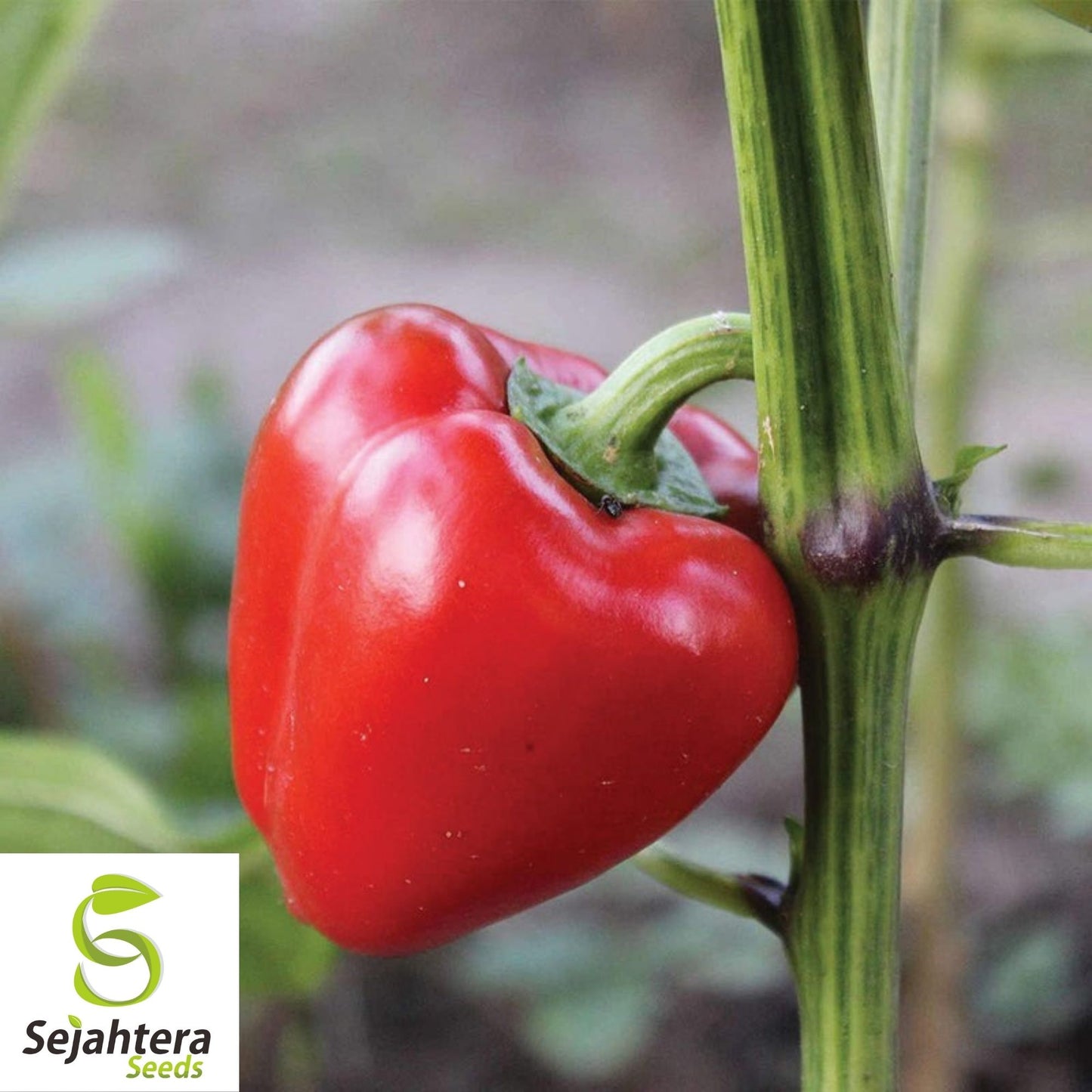 Sweet Pimento L Pepper Seeds 25+ | Mild Bell Annual Vegetable Garden USA