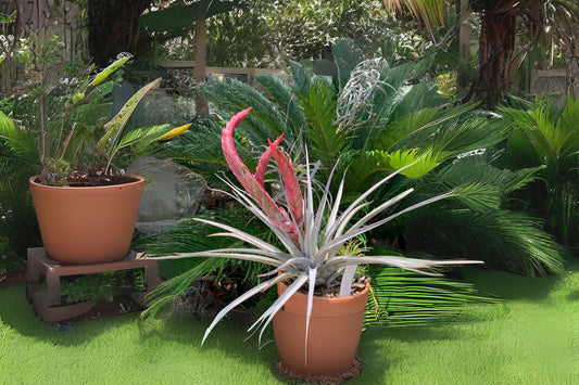 Bromeliad Tillandsia Steve 6 Inch Pot - Air Plant Hybrid Tillandsia chiapensis × fasciculata ‘Magnificent’ - Unique Indoor Plant