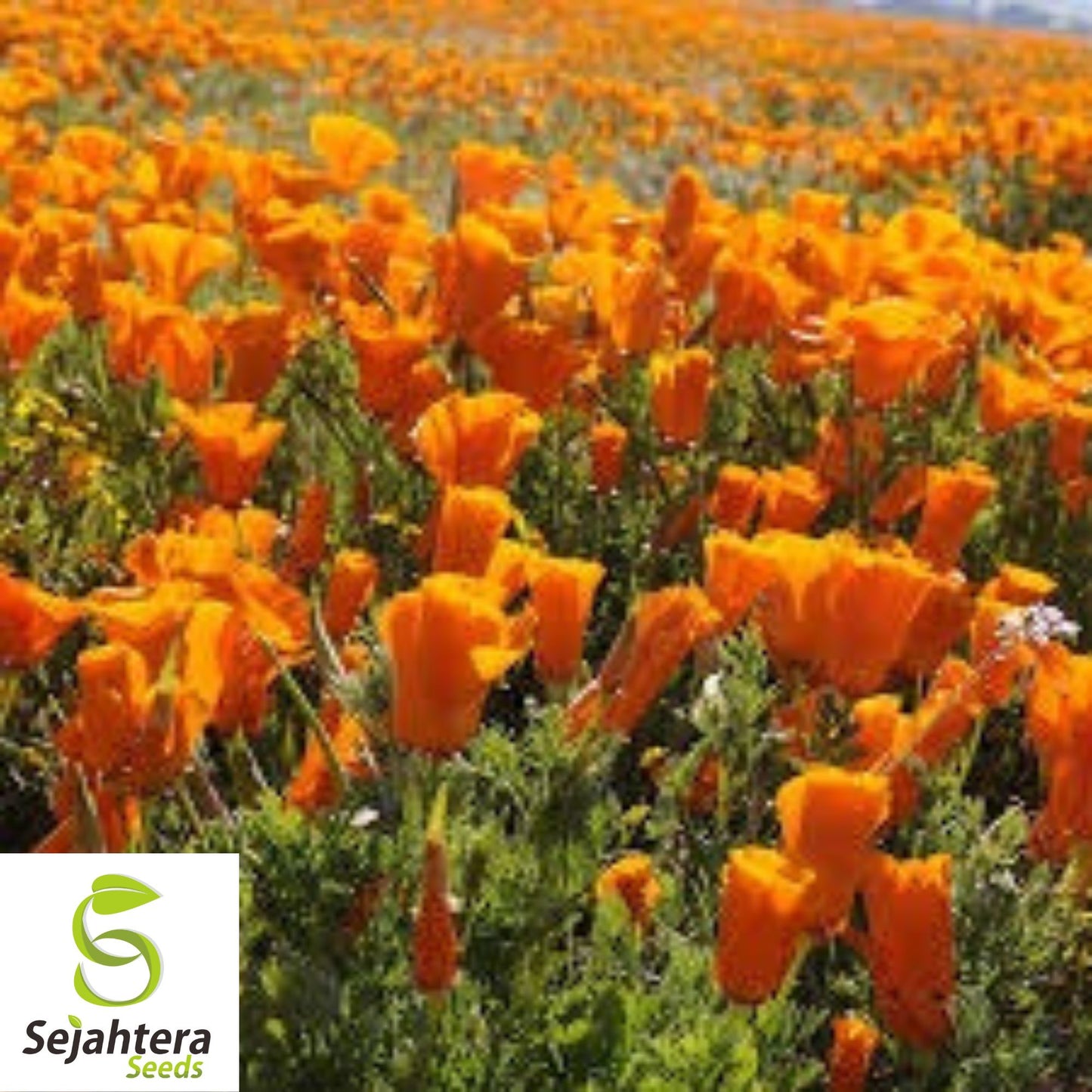California Orange Poppy Seeds - 250+ Vibrant Wildflower, Perennial & Easy to Grow
