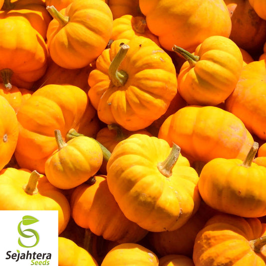30+ Jack Be Little Pumpkin Seeds - Heirloom, Organic, Non-GMO, Mini Pumpkins