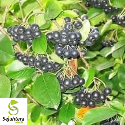 Aronia melanocarpa Black Chokeberry 35+ Seeds | White Flower Shrub
