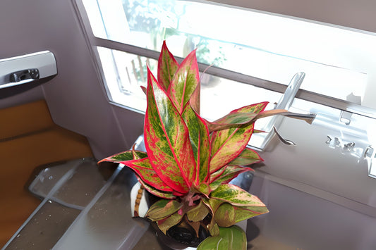Aglaonema Plant in 3 Gallon Pot, Siam Ruby Variety, Aglaonema 'Siam Ruby', Indoor Houseplant, Low Light Tolerant, Tropical Foliage
