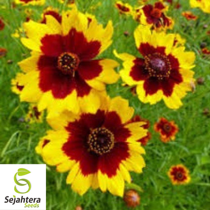 Coreopsis Seeds 300+ | Dwarf Plains Annual Deer Resistant Flowers USA