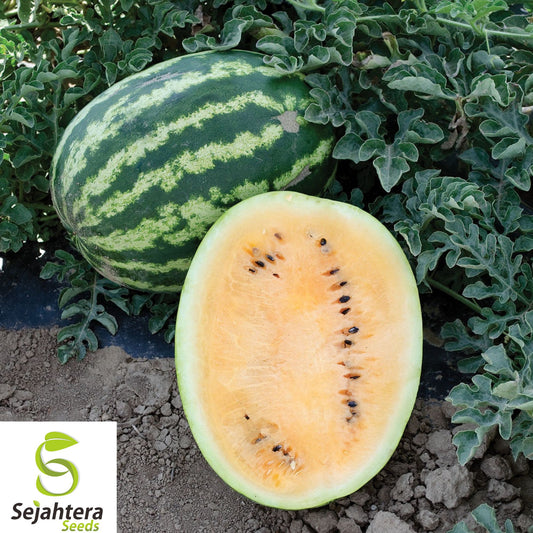 10+ Orange Krush Watermelon Seeds - Heirloom, Non-GMO, Sweet & Rare
