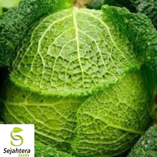 500+ Savoy Perfection Cabbage Seeds - Heirloom, Non-GMO, Crisp & Sweet Variety