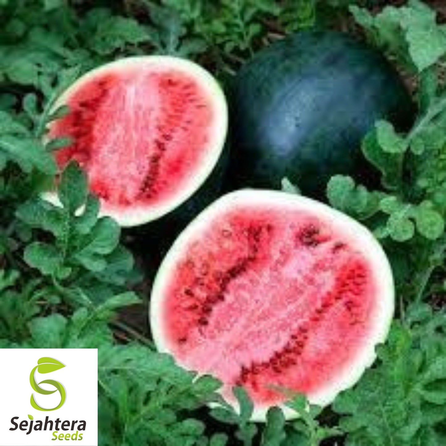 Sugar Baby Watermelon Seeds - 10+ Heirloom, Non-GMO, Super Sweet & Juicy