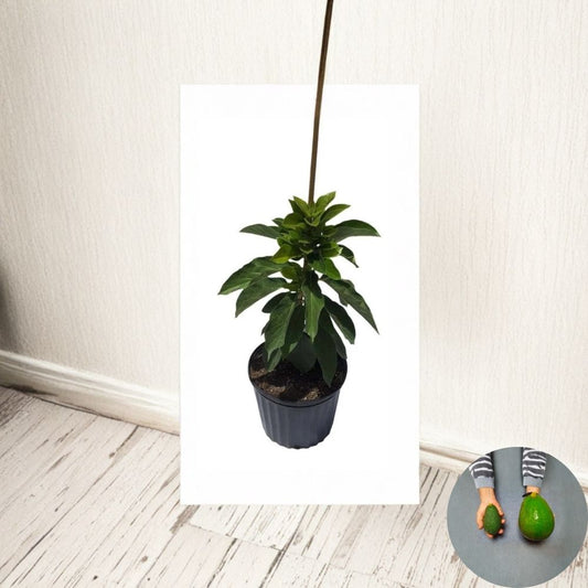 Avozilla Avocado – Persea americana Live Grafted Tree | Dwarf Cold Hardy Variety | World’s Largest Avocado  Australian Selection | Massive Fruit | Fast Fruiting