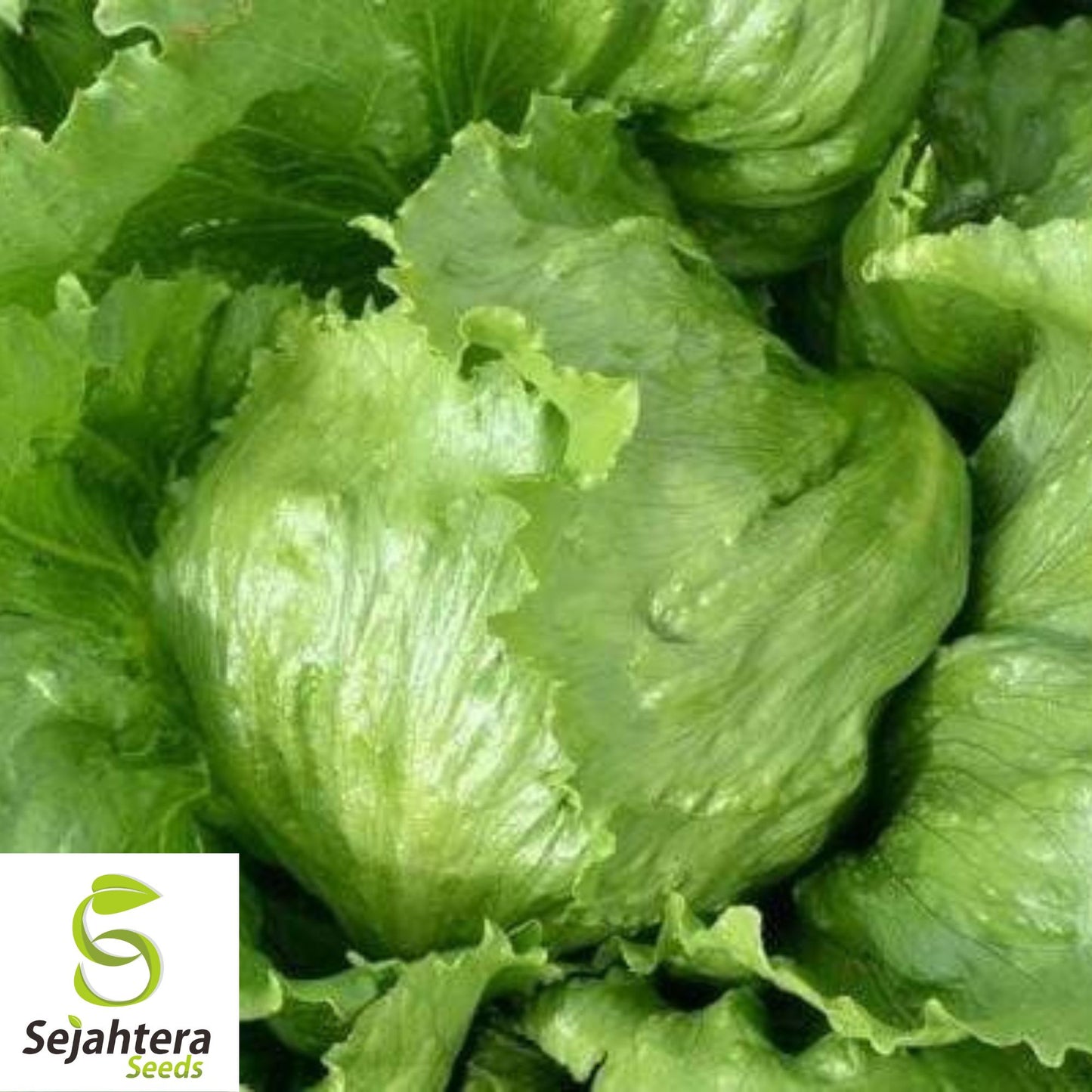 1000 Iceberg Lettuce Seeds - Non-GMO, Crisp & Fresh Greens