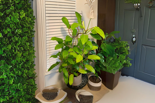 Philodendron Plant 3 Gallon Pot Golden Goddess Philodendron bipinnatifidum Healthy Tropical Houseplant