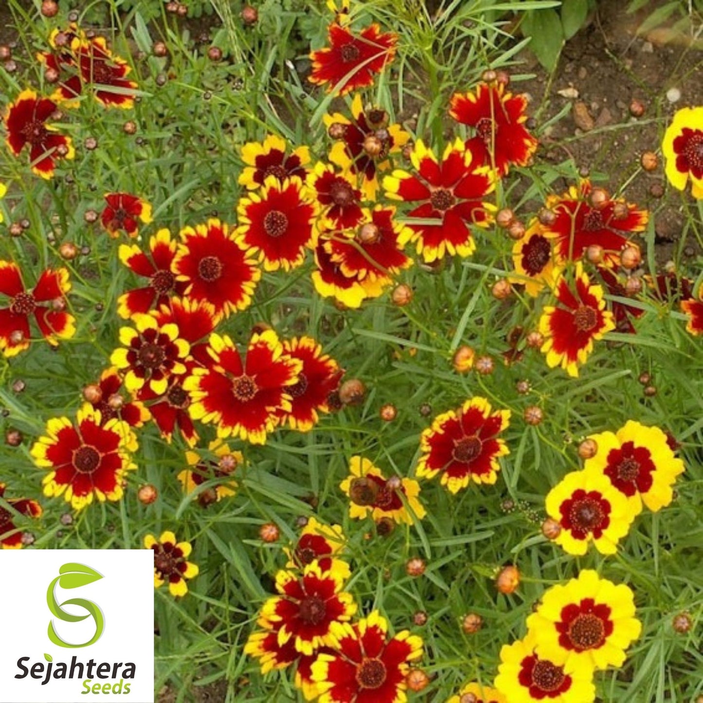 Coreopsis Seeds 300+ | Dwarf Plains Annual Deer Resistant Flowers USA