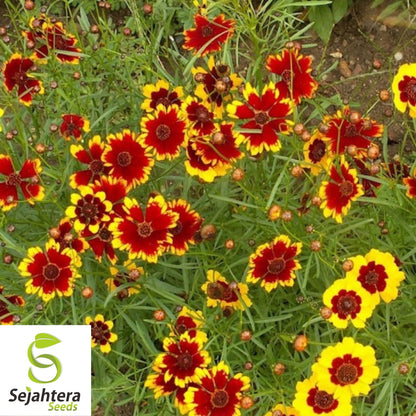 Coreopsis Seeds 300+ | Dwarf Plains Annual Deer Resistant Flowers USA