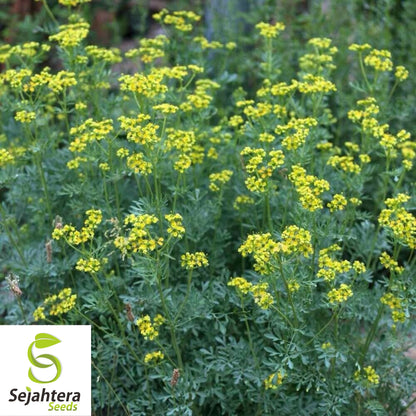 150+ Rue Seeds - Heirloom Herb, Non-GMO, Natural Repellent & Medicinal Use