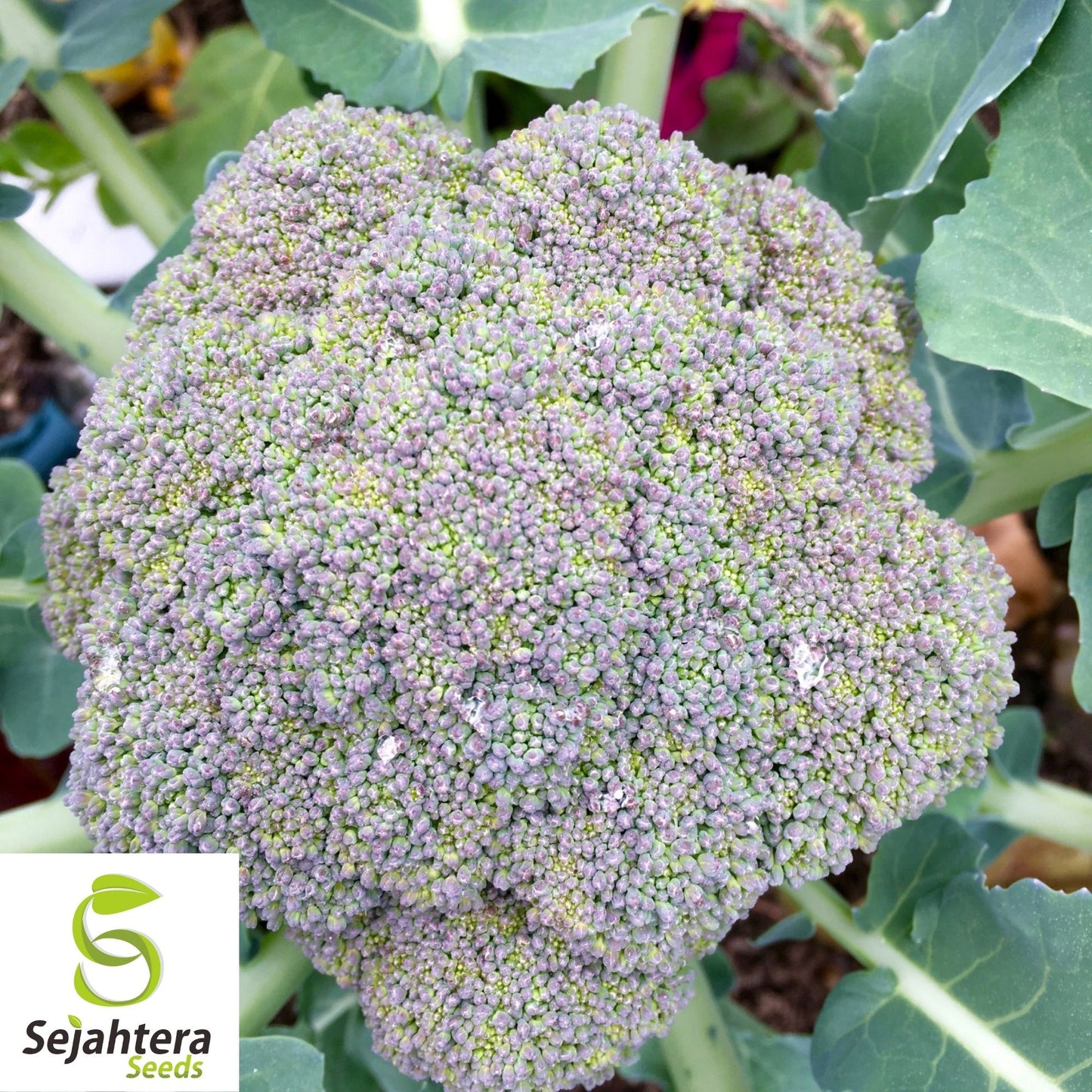 Broccoli Seeds 600+ | Waltham 29 Heirloom Vegetable NON-GMO USA