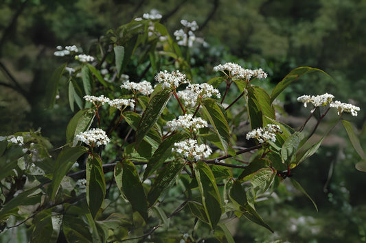 Tea Viburnum (Viburnum setigerum)