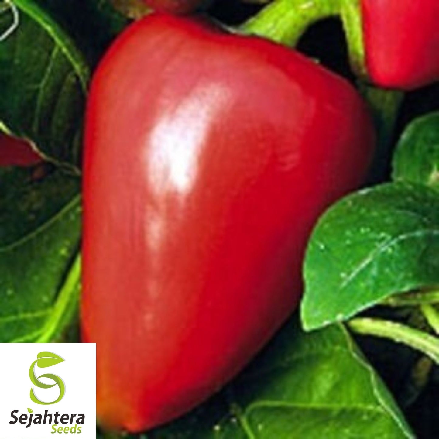 Sweet Pimento L Pepper Seeds 25+ | Mild Bell Annual Vegetable Garden USA