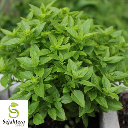 200 Spicy Globe Basil Seeds - Non-GMO, Compact & Aromatic Herb