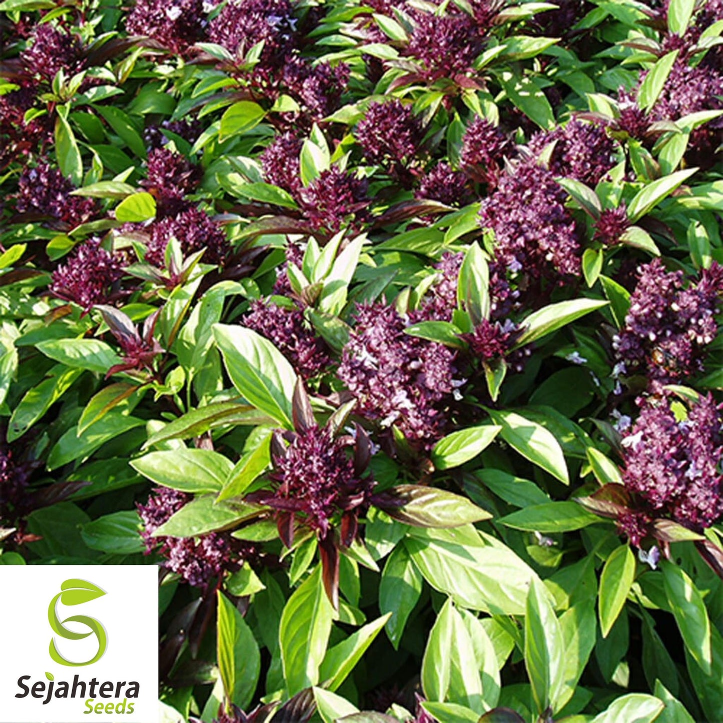 200+ Siam Queen Basil Seeds - Ocimum Thyrsiflora, Thai Herb, Non-GMO