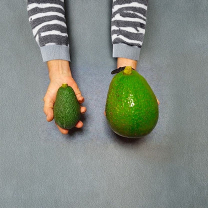Avozilla Avocado – Persea americana Live Grafted Tree | Dwarf Cold Hardy Variety | World’s Largest Avocado  Australian Selection | Massive Fruit | Fast Fruiting