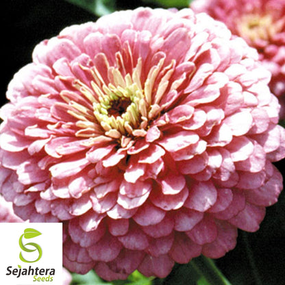 Pink Luminosa Zinnia Seeds 200+ | Vibrant Elegans Flower Garden USA