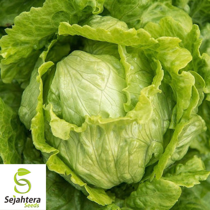 1000 Iceberg Lettuce Seeds - Non-GMO, Crisp & Fresh Greens