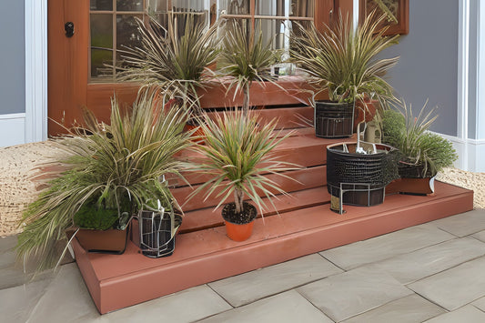 Dracaena 'Colorama' Plant in 2.25 Gallon Pot - Indoor Houseplant with Colorful Foliage - Dracaena marginata 'Colorama'