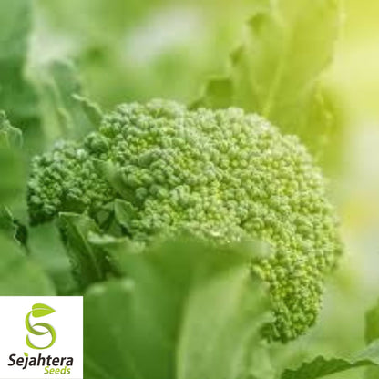 Broccoli Seeds 600+ | Waltham 29 Heirloom Vegetable NON-GMO USA