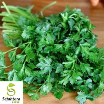Dark Green Italian Parsley Seeds 1000+ | Flat Leaf Herb NON-GMO Garden USA