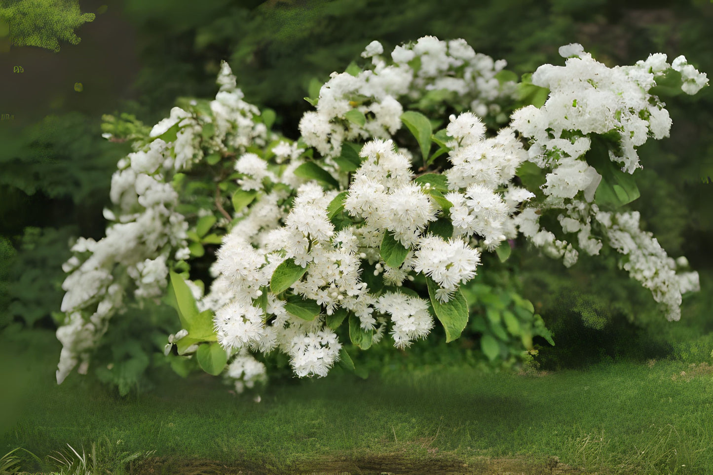 Sapphire Berry (Symplocos paniculata)