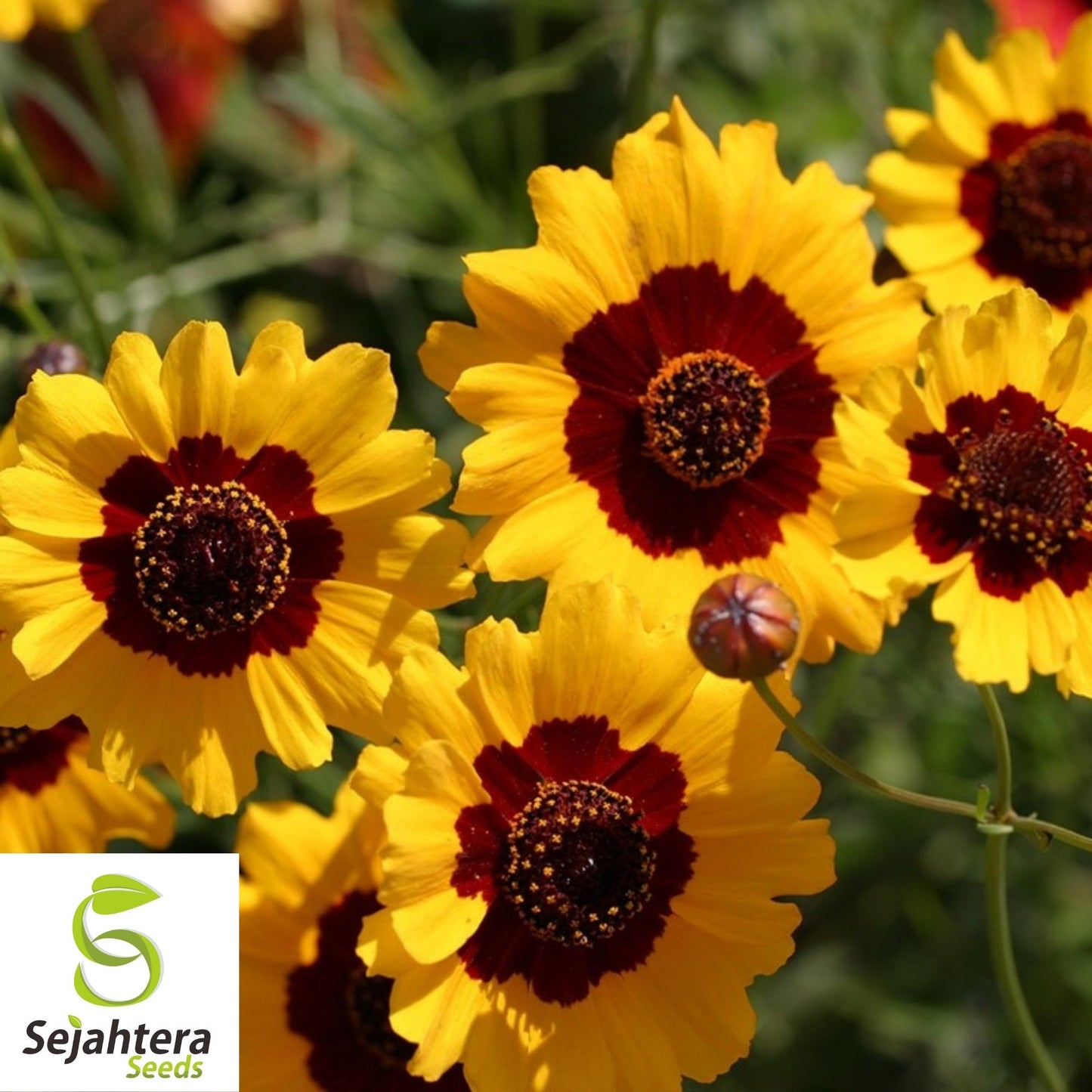 Coreopsis Seeds 300+ | Dwarf Plains Annual Deer Resistant Flowers USA