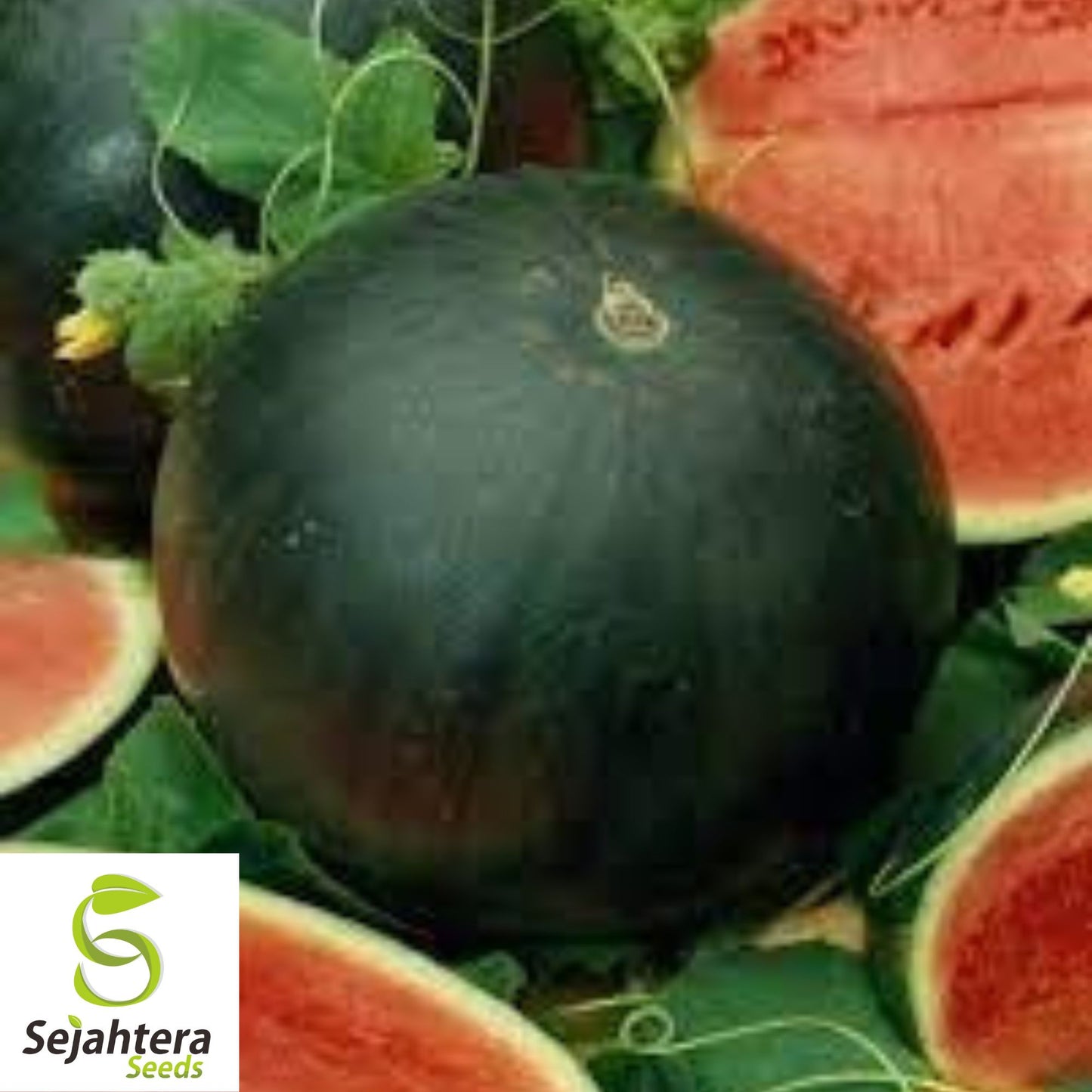 Sugar Baby Watermelon Seeds - 10+ Heirloom, Non-GMO, Super Sweet & Juicy