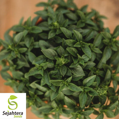 200 Spicy Globe Basil Seeds - Non-GMO, Compact & Aromatic Herb