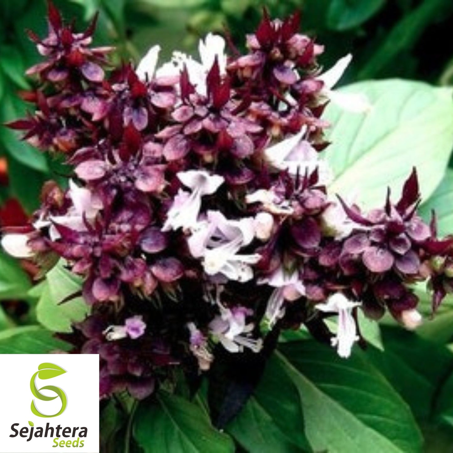 200+ Siam Queen Basil Seeds - Ocimum Thyrsiflora, Thai Herb, Non-GMO