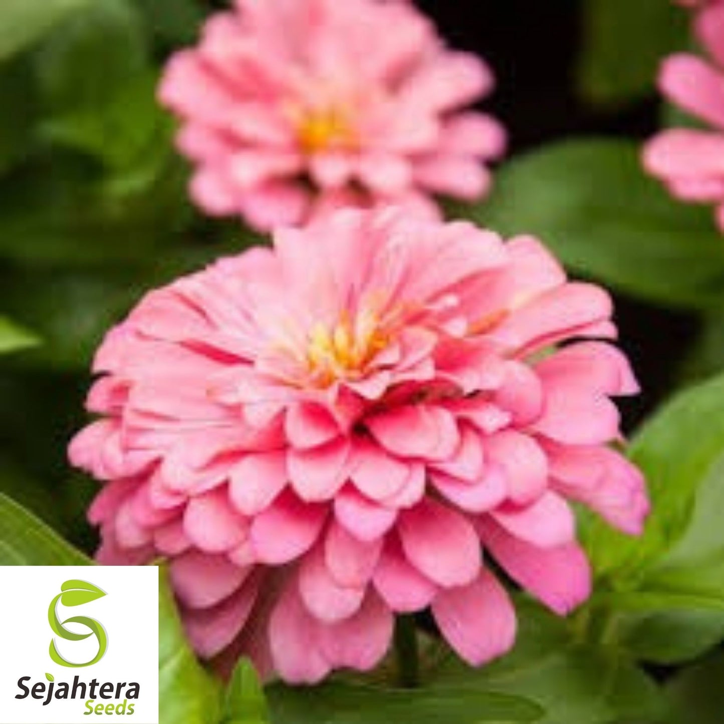 Pink Luminosa Zinnia Seeds 200+ | Vibrant Elegans Flower Garden USA