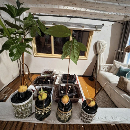 Avocado Tree – Persea americana Stage 3 Plant | Root Ball Only | Ready to Plant  Established Growth | Outdoor Friendly | Transplant Ready