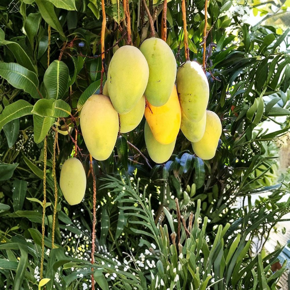 Colombo Kidney (July) Mango Tree – Mangifera indica Grafted Live Tree | 3–4 Feet Tall | USDA Certified  Rare Variety | Compact Growth | Tropical Fruit Tree