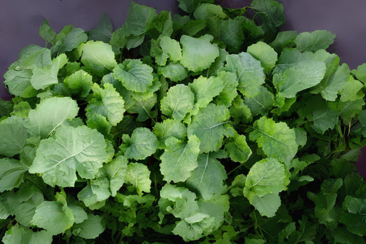 Dwarf Essex Rape Rape (Brassica napus 'Dwarf Essex')